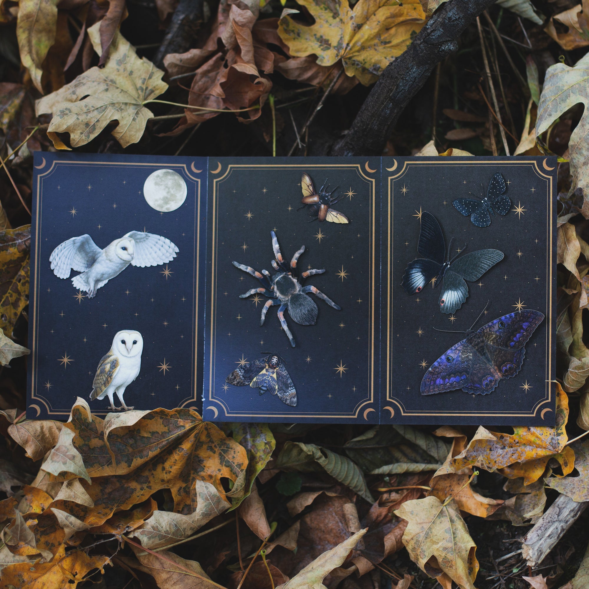 💫New💫 The Nocturne Collection