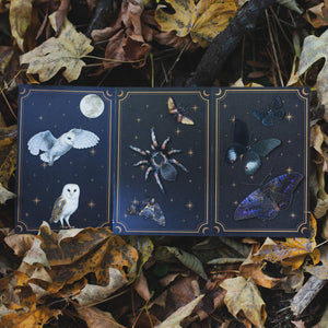 💫New💫 The Nocturne Collection