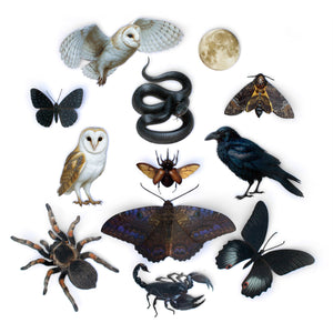 💫New💫 The Nocturne Collection