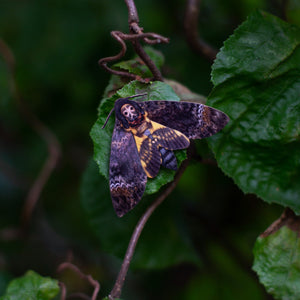 💫New💫 Omen - The Nocturne Collection