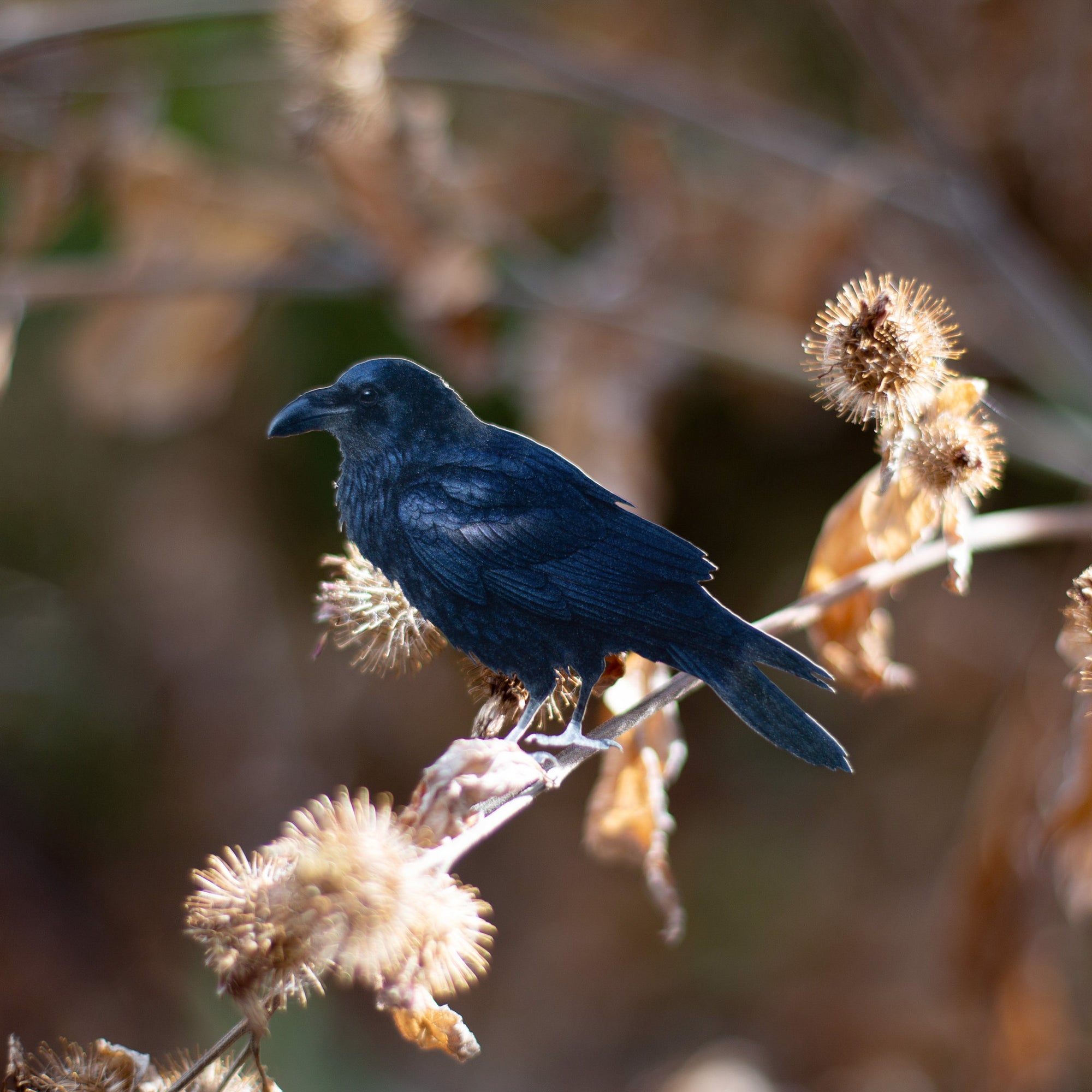💫New💫 Obsidian - The Nocturne Collection