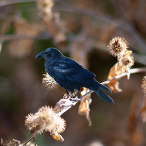 💫New💫 The Nocturne Collection