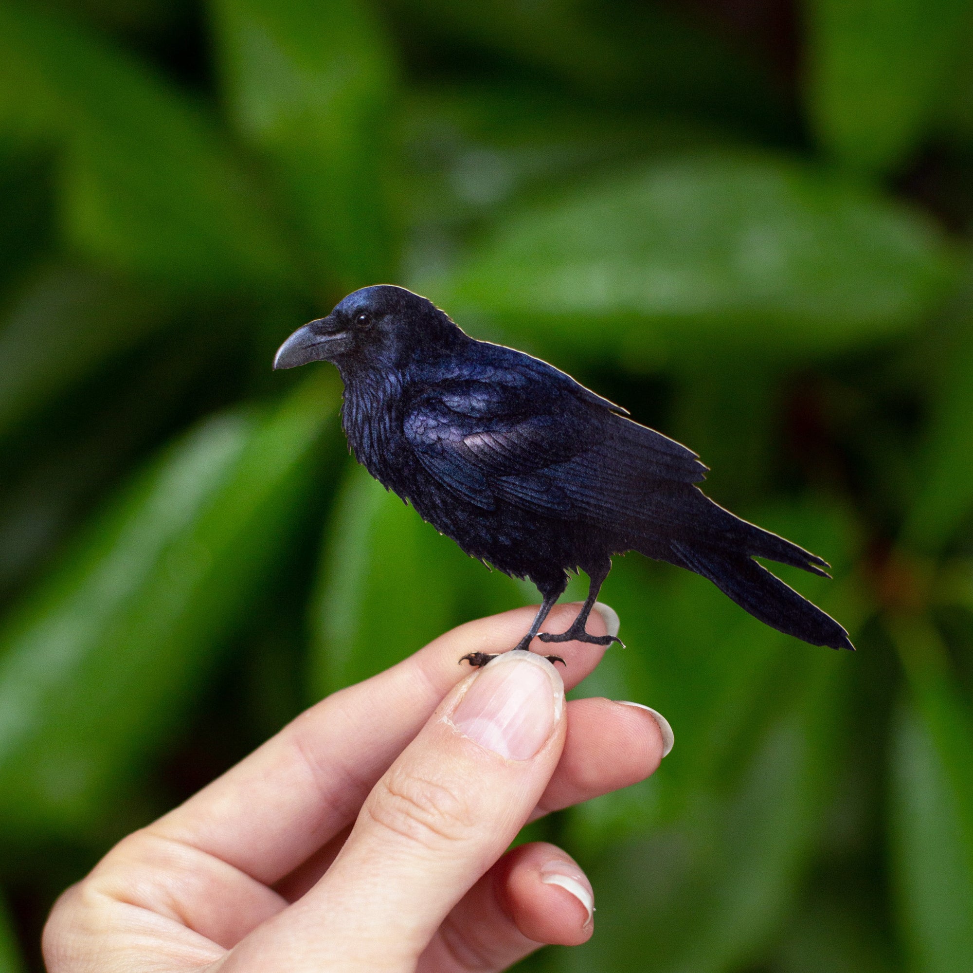 💫New💫 Obsidian - The Nocturne Collection