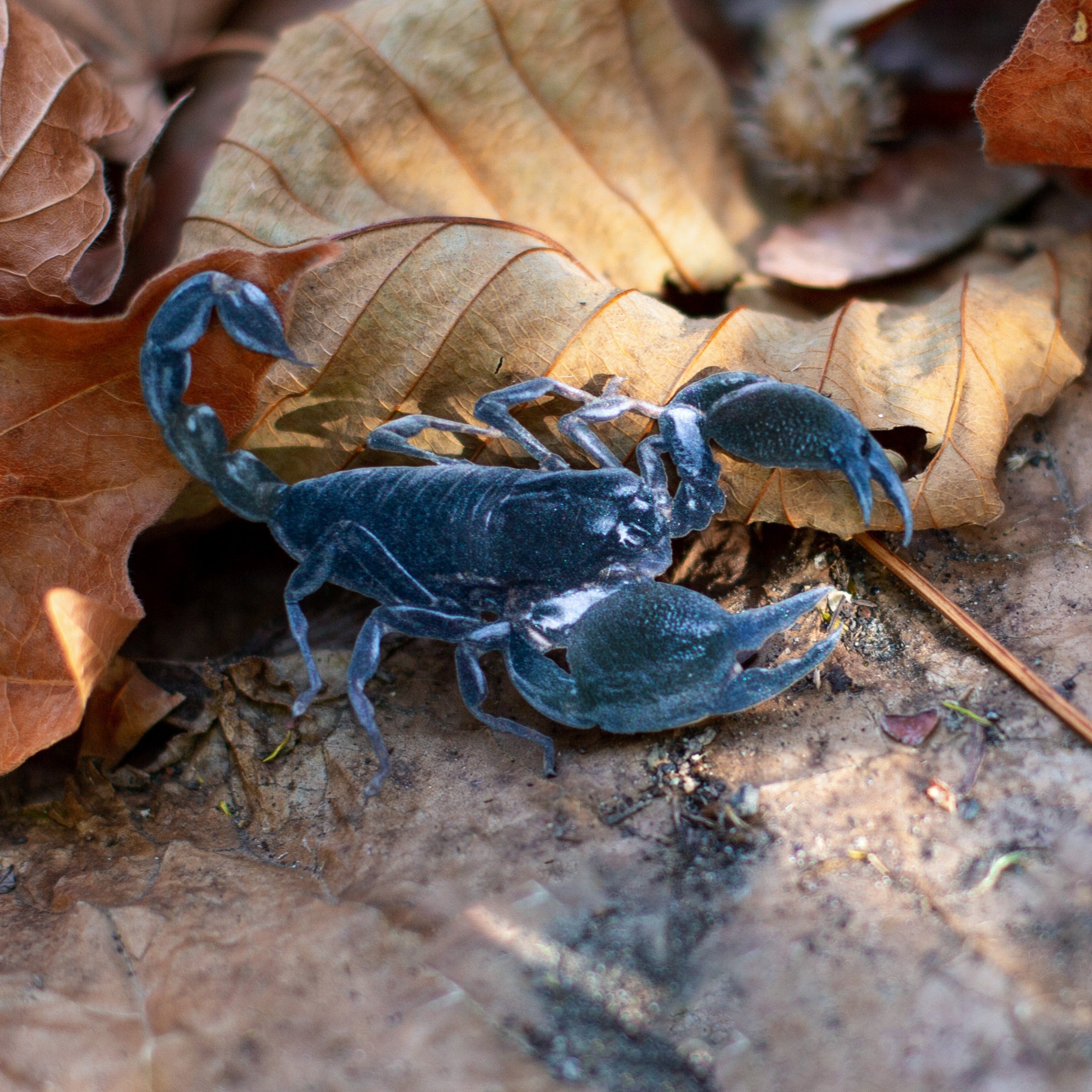 💫New💫 The Nocturne Collection