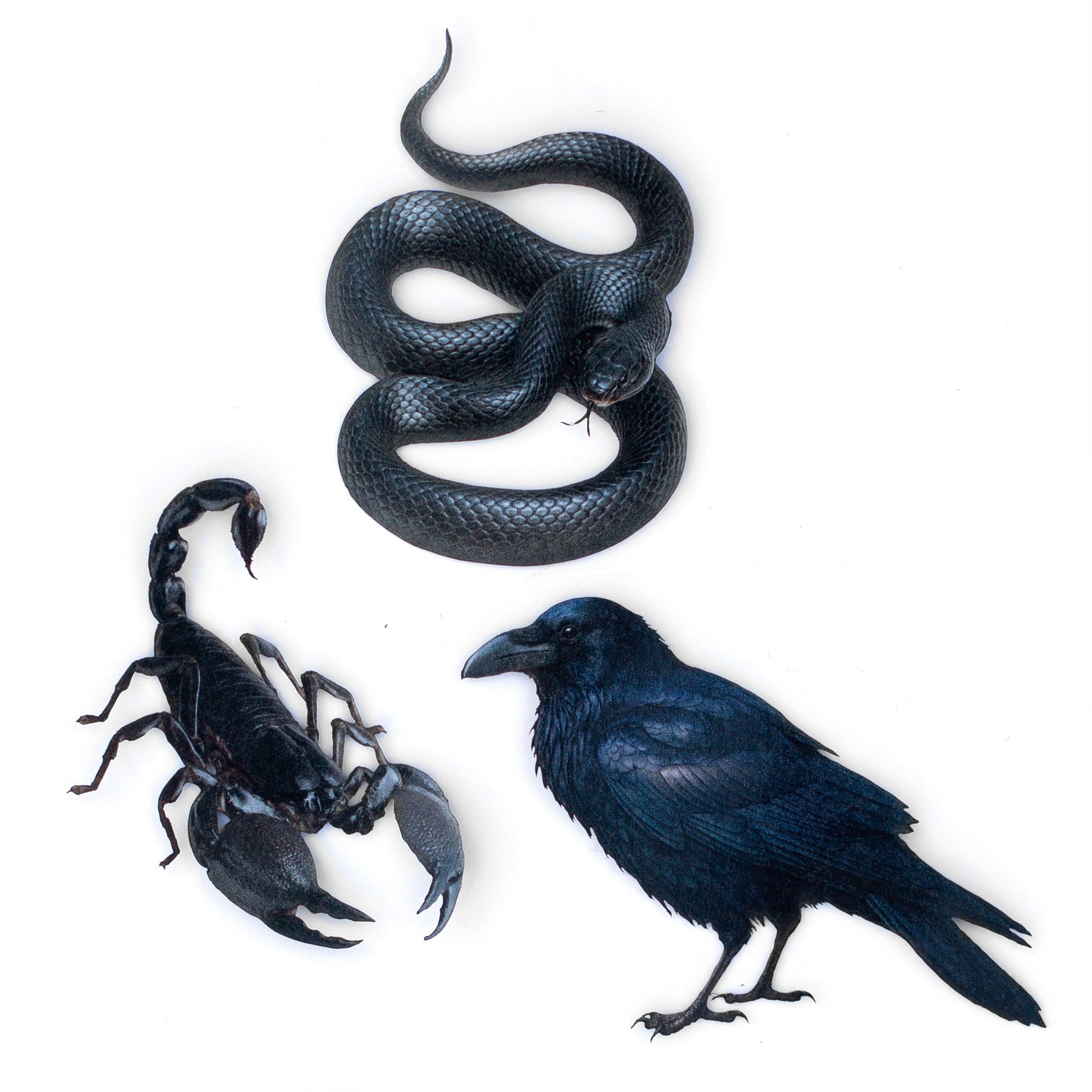 💫New💫 Obsidian - The Nocturne Collection