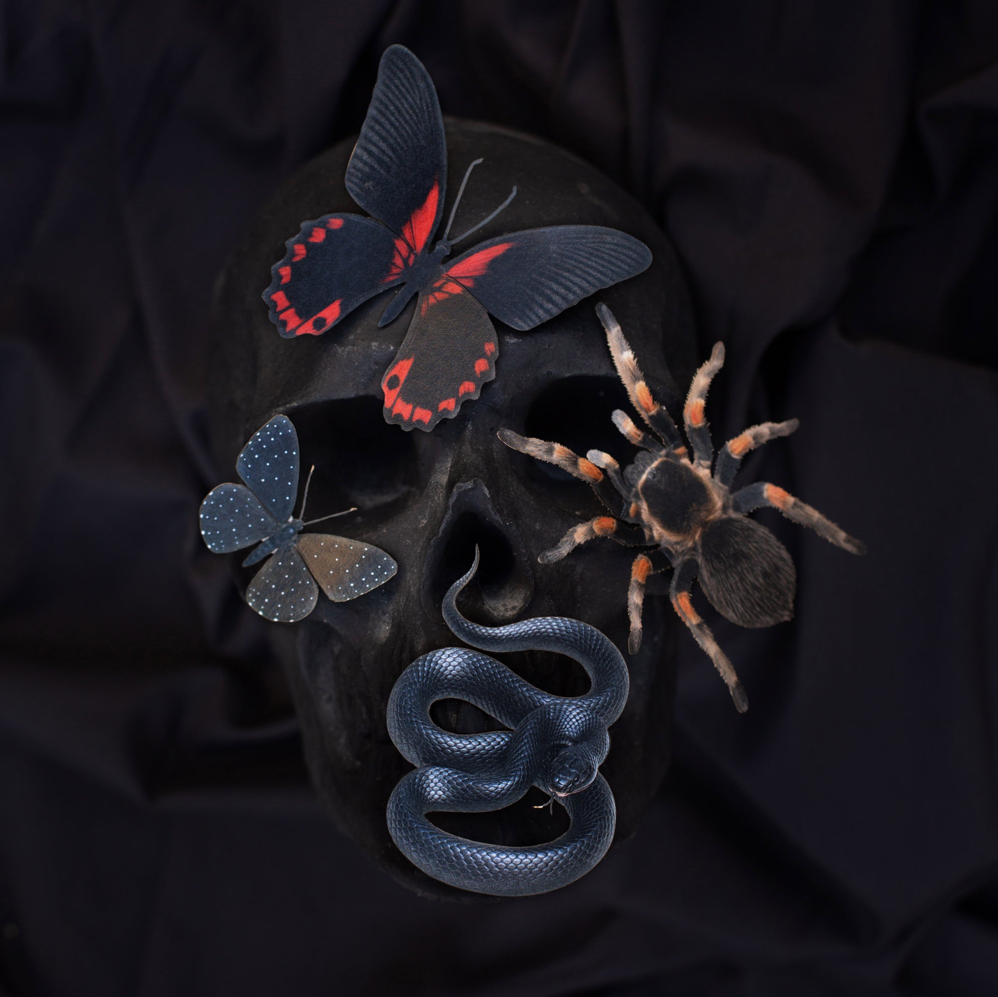 💫New💫 The Nocturne Collection