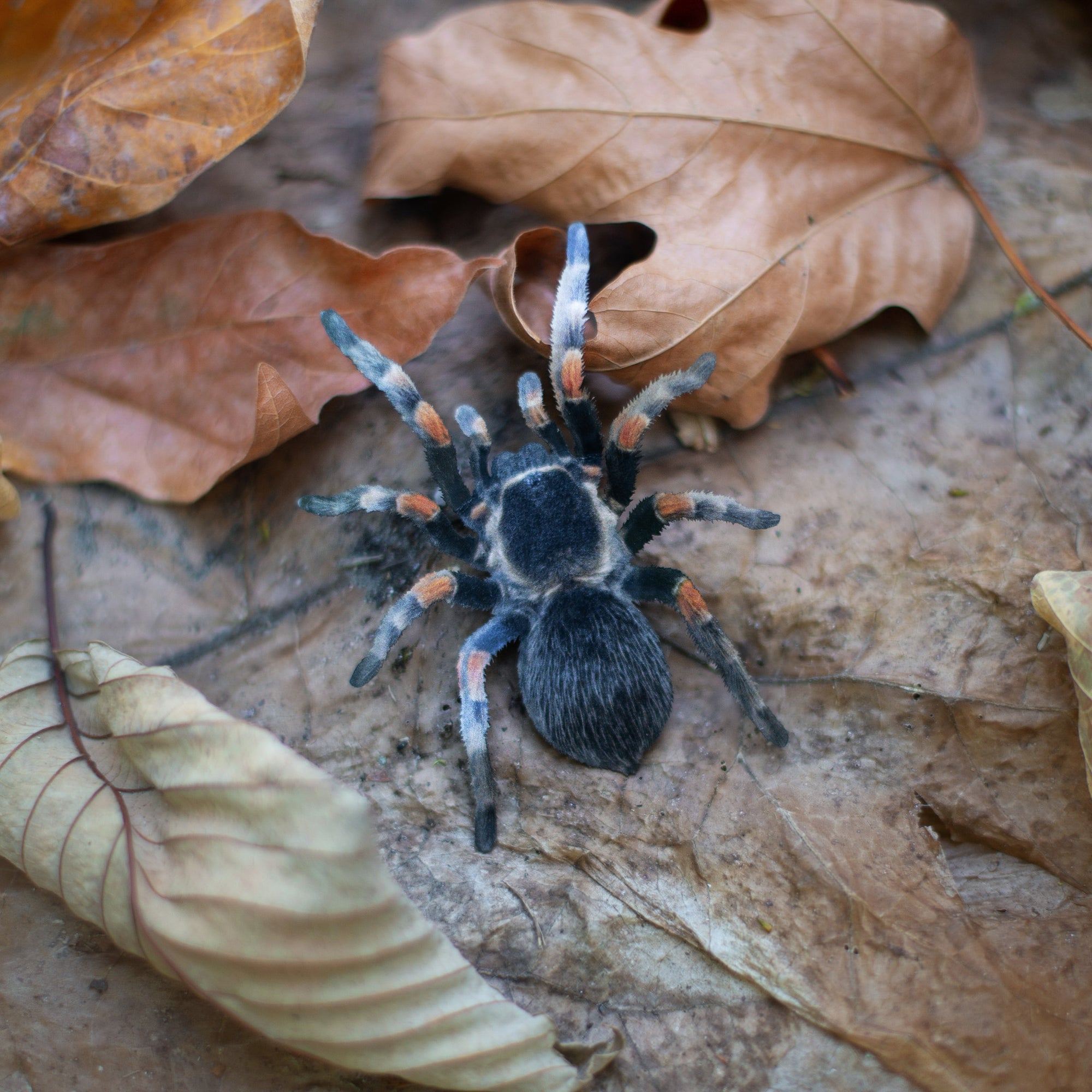 💫New💫 Omen - The Nocturne Collection