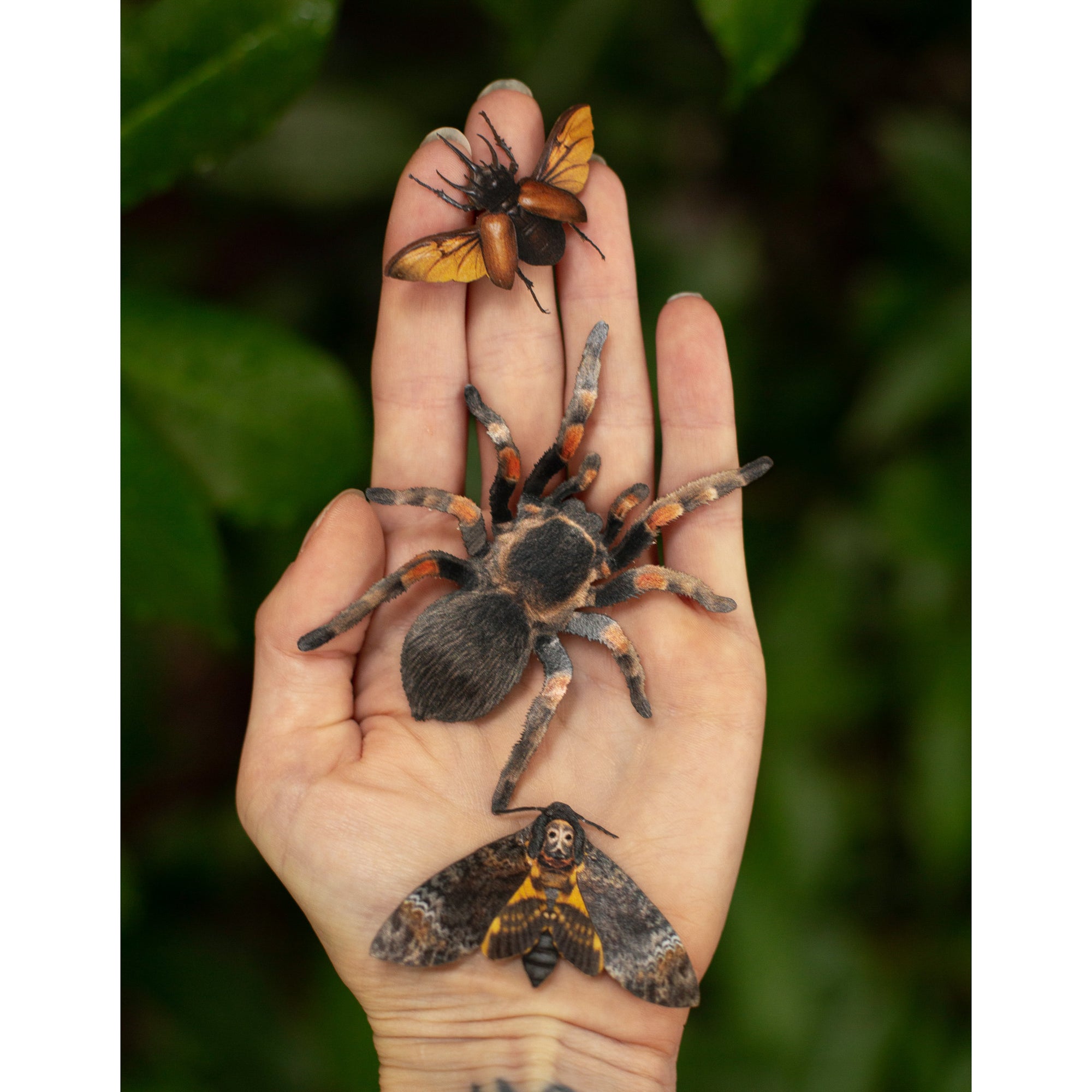 💫New💫 Omen - The Nocturne Collection