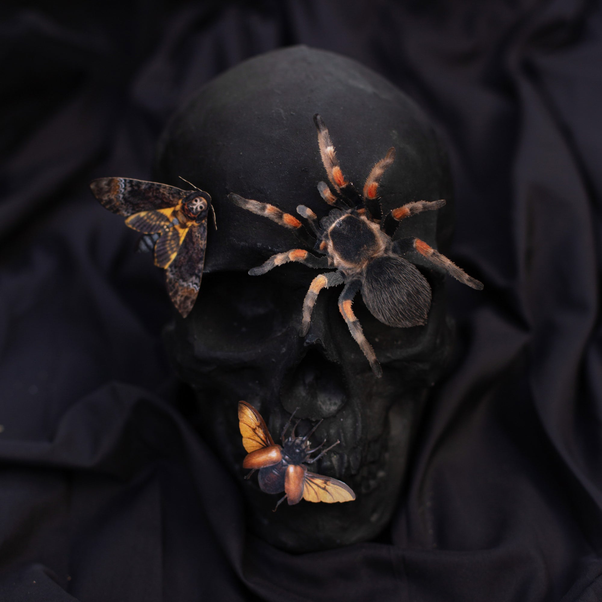 💫New💫 Omen - The Nocturne Collection