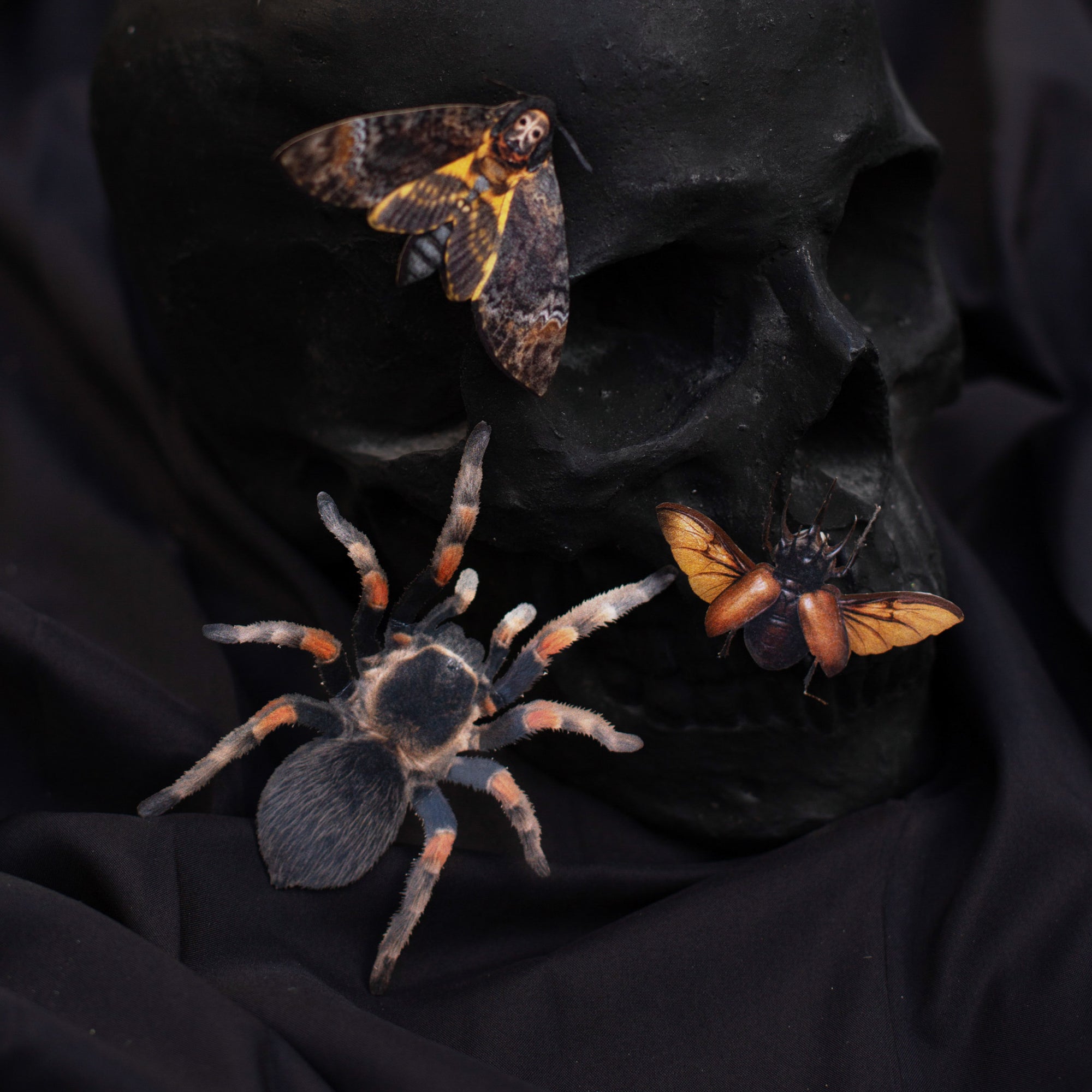 💫New💫 Omen - The Nocturne Collection