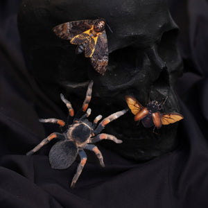 💫New💫 Omen - The Nocturne Collection