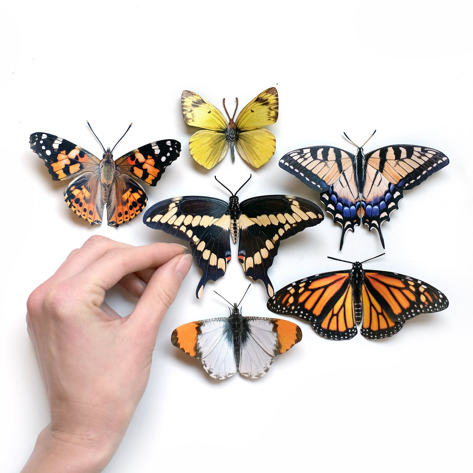 "Meadow" ~ North American Butterfly Collection - Artist Discount