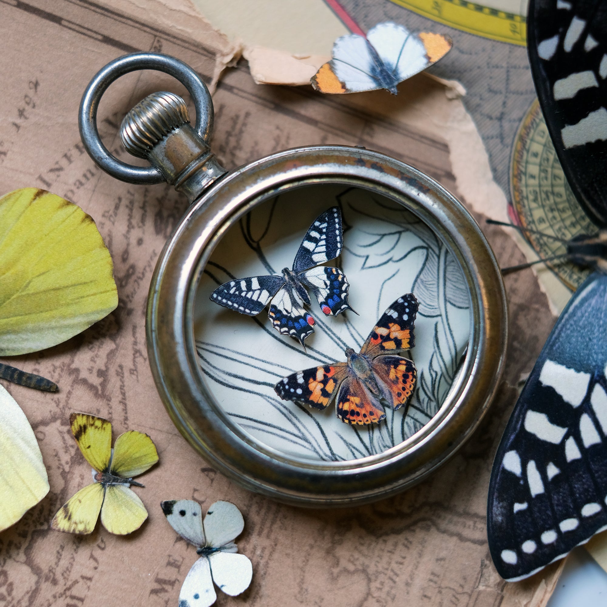 💫New💫 'North American' Butterfly Micro Collection