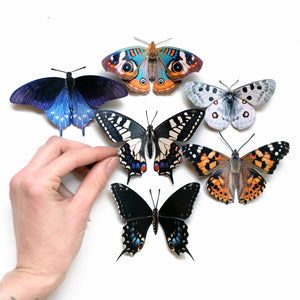 💫New💫"Woodland" ~ North America Butterfly Collection