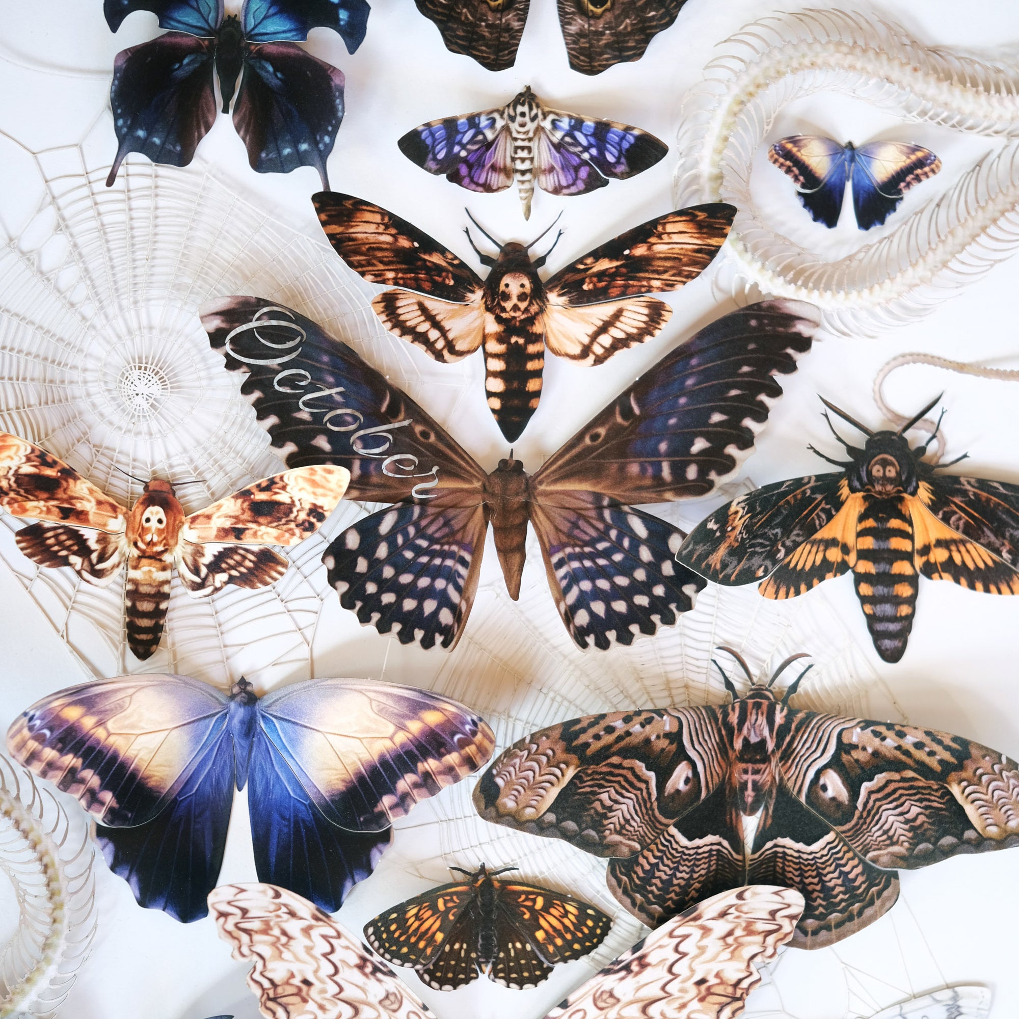 💫Halloween💫 Owl Moth Multi-Pack