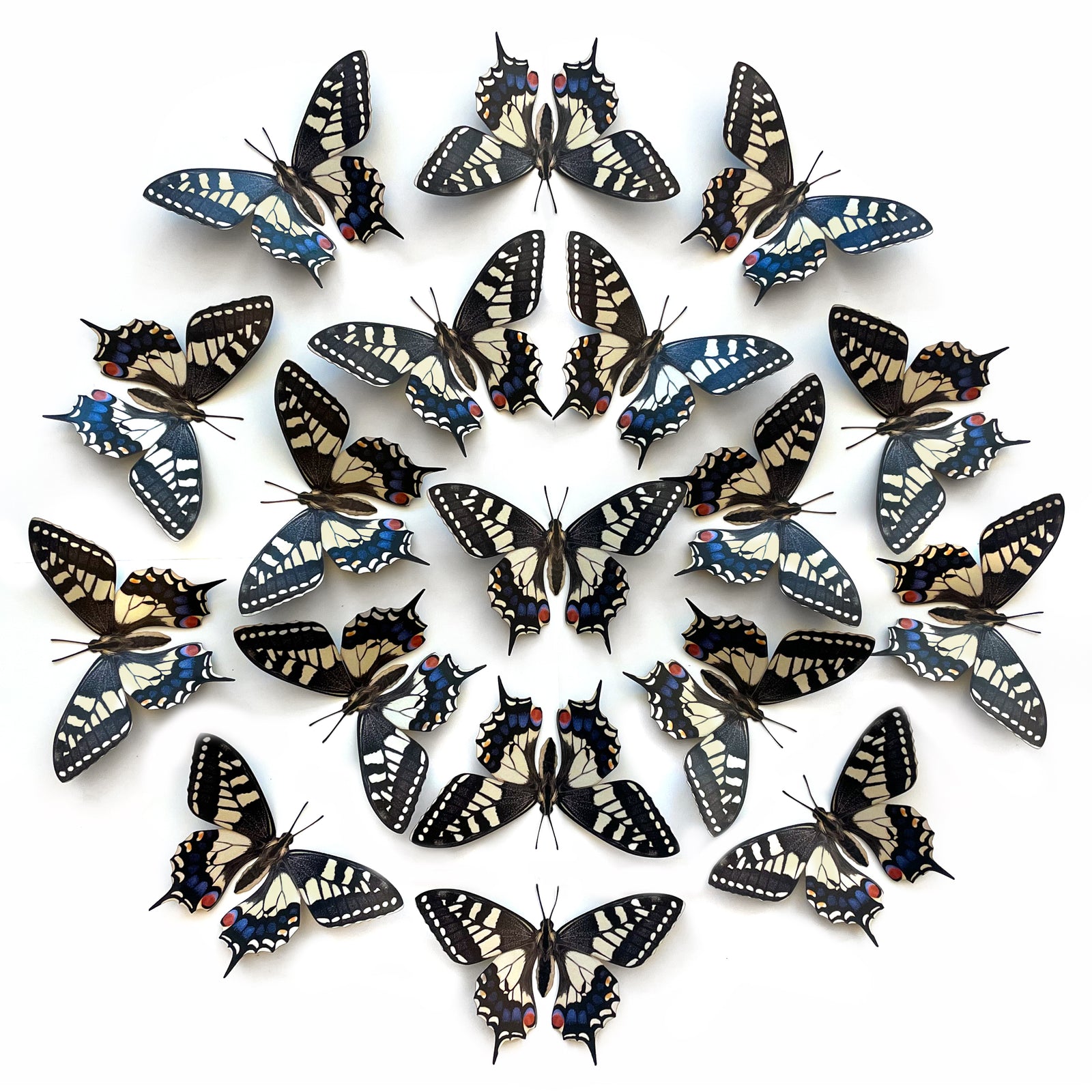 Old World Swallowtail Butterfly Multi-Pack