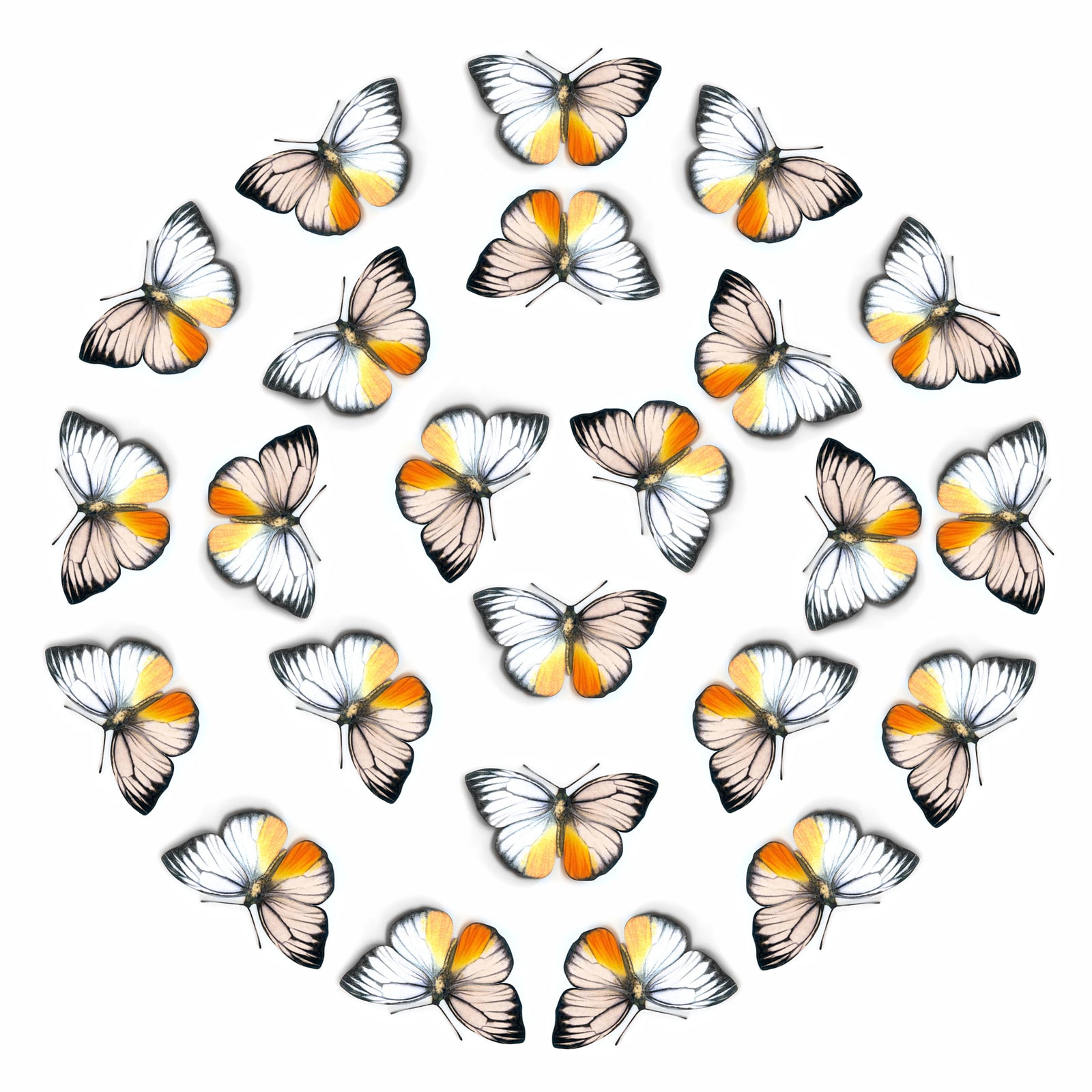 💫New!💫 'Orange Gull' Butterfly Multi-Pack