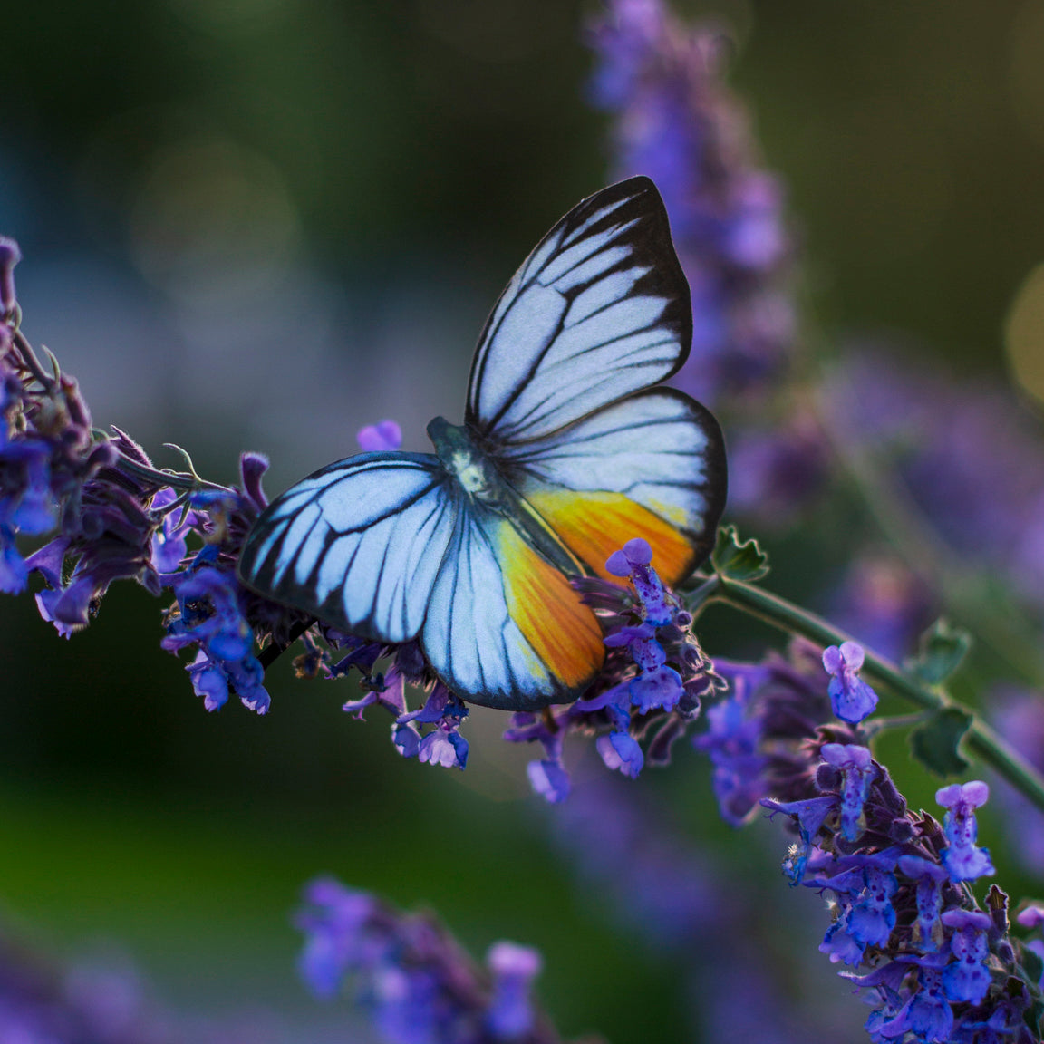 'Basra' Butterfly Set