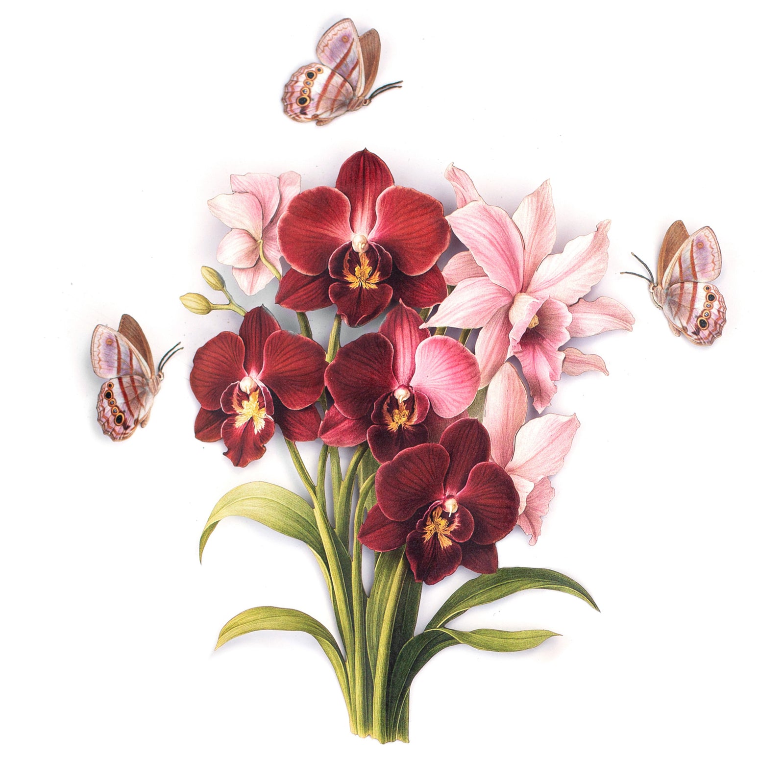 💫New💫 Blue-Gray Satyr & Boat Orchid Set