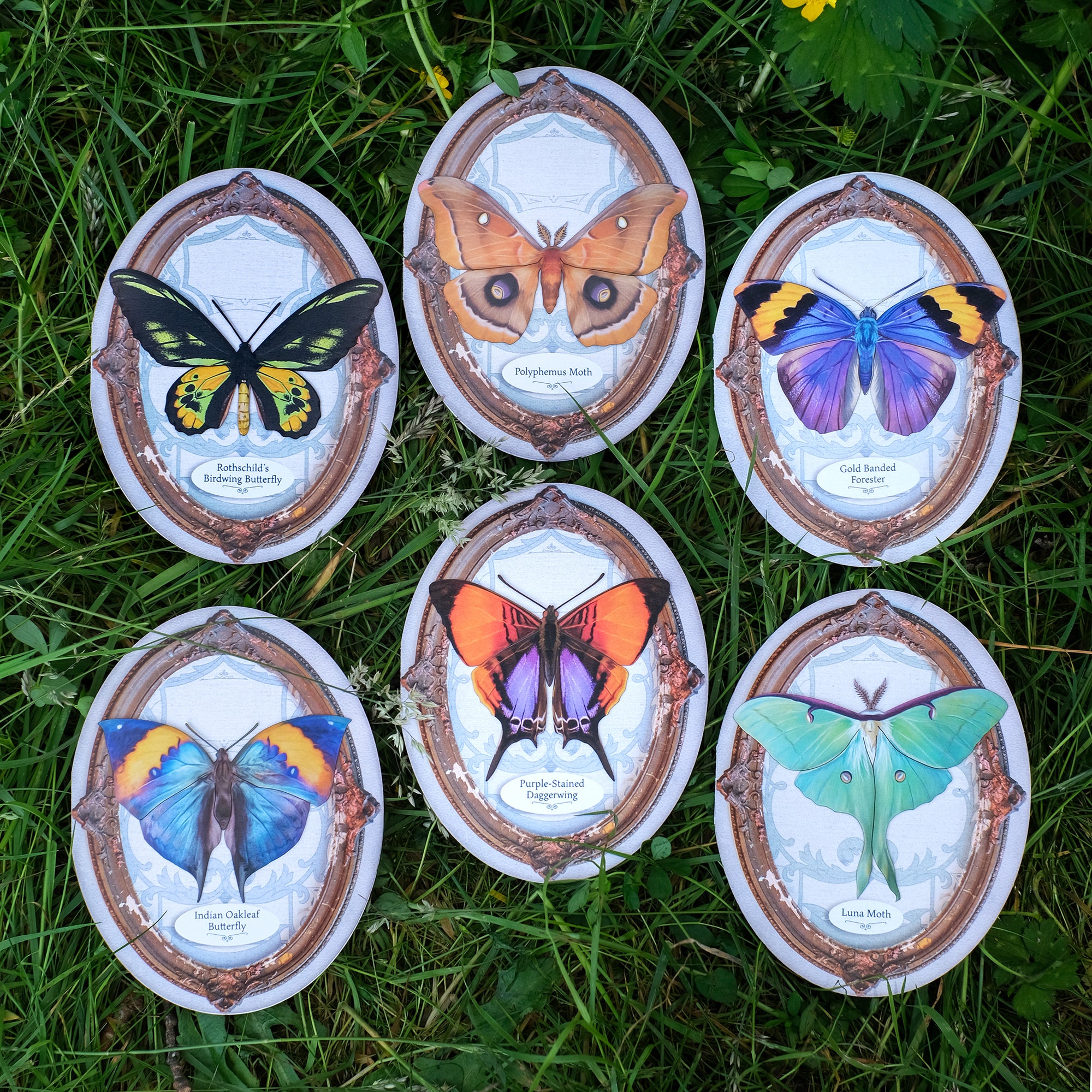 Indian Oakleaf Butterfly Oval Greeting Card - Set of 4 - Reseller Wholesale