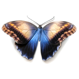 💫Halloween💫 'Blue Owl' Butterfly
