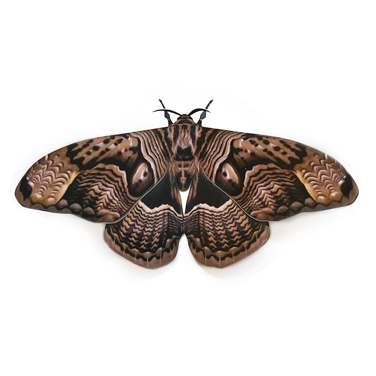 Custom Collections Moth & Myth