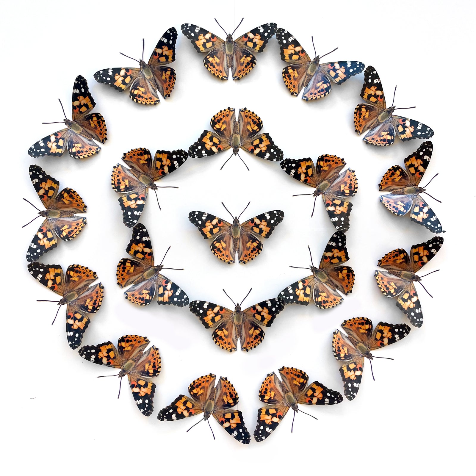 Painted Lady Butterfly Multi-Pack