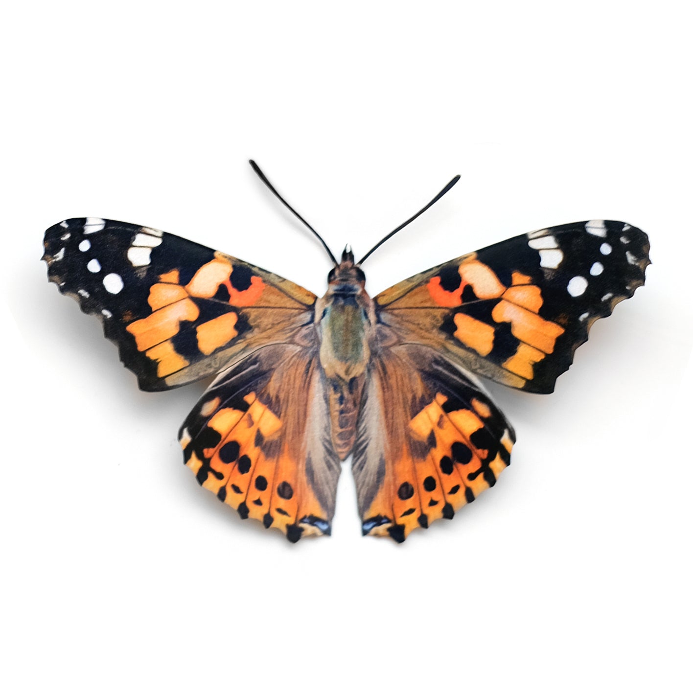 'Painted Lady' Butterfly