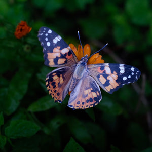 💫New💫'Great Lakes' Butterfly Set