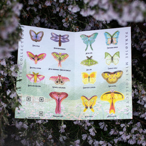 ⚡️New!⚡️ 'Paradise' Mini Collection