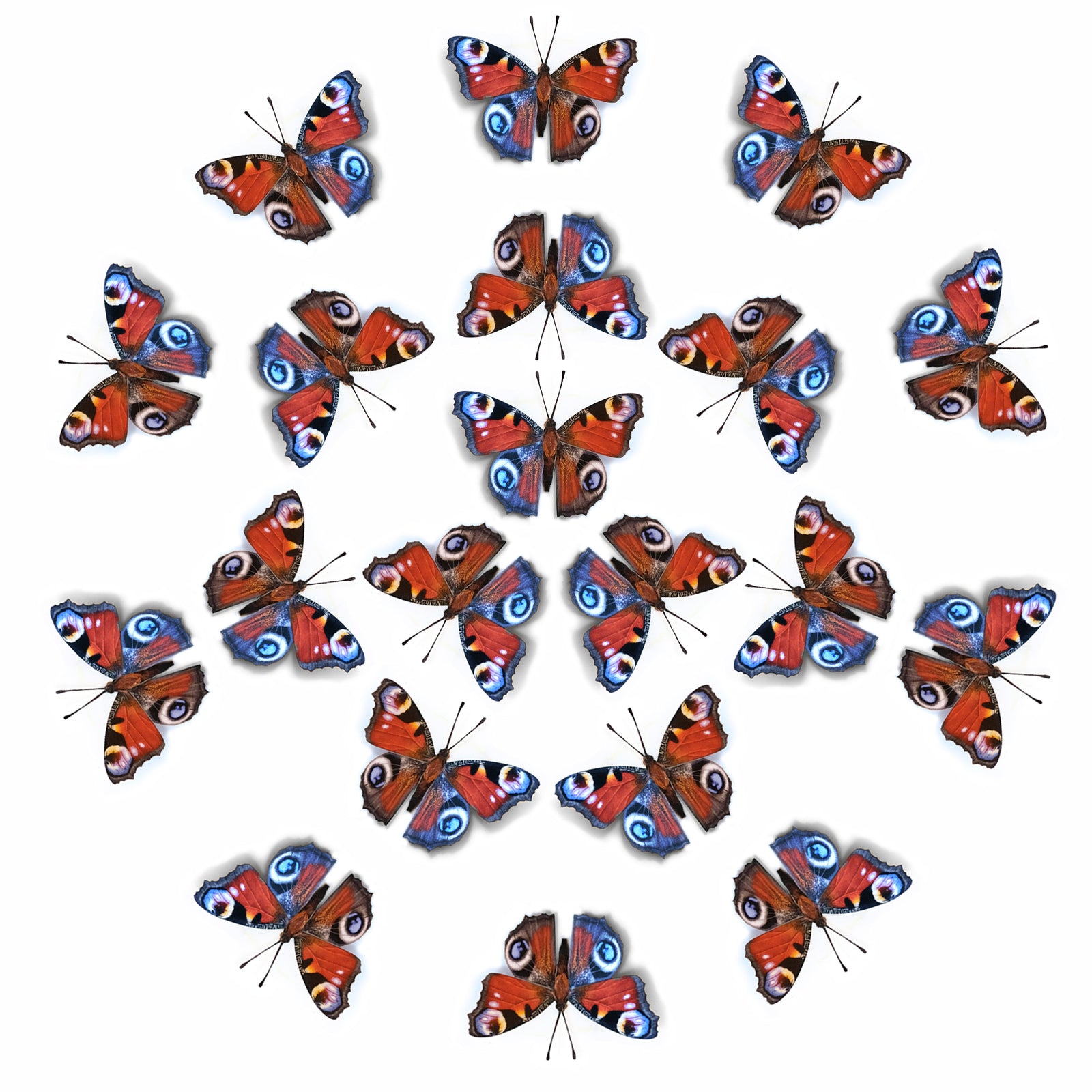 💫New!💫 'Peacock' Butterfly Multi-Pack