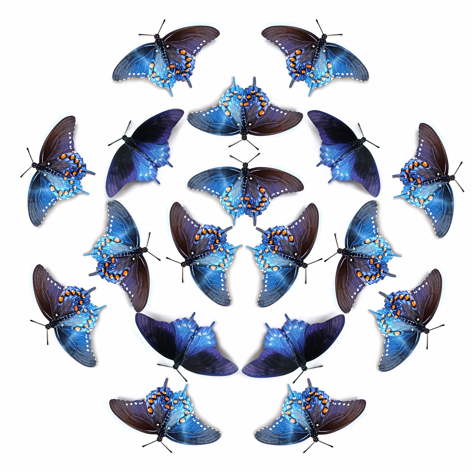 💫New!💫 'Pipevine Swallowtail' Butterfly Multi-Pack