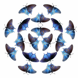 'Pipevine Swallowtail' Butterfly Multi-Pack