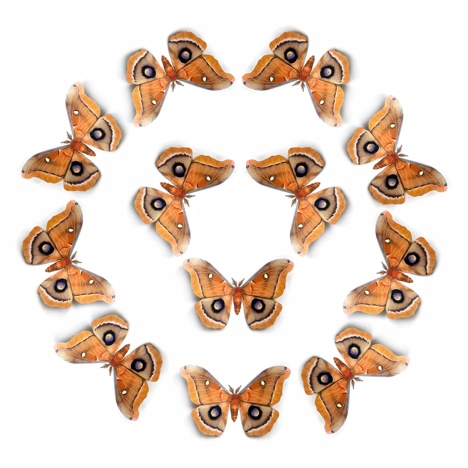 💫New!💫 'Polyphemus' Moth Multi-Pack