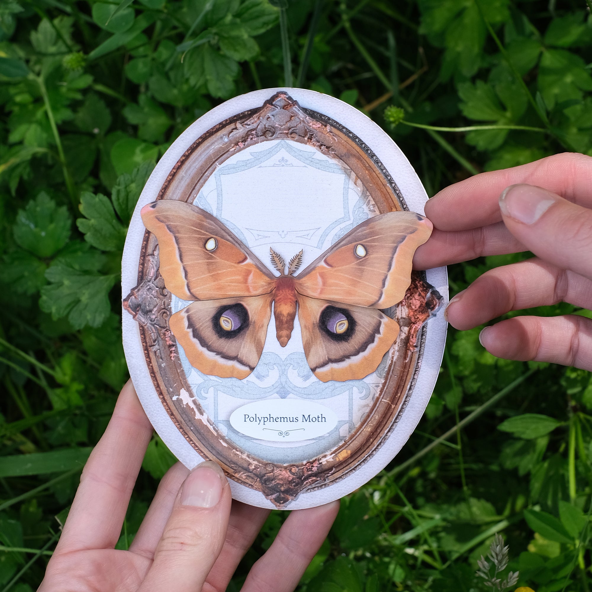 Polyphemus Moth Oval Greeting Card - Set of 4 - Reseller Wholesale