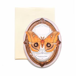 Polyphemus Moth Oval Greeting Card - Set of 4 - Reseller Wholesale