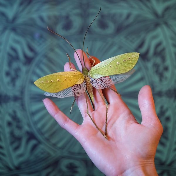 Paper Specimens - 'Psychedelic Collection' - Moth & Myth