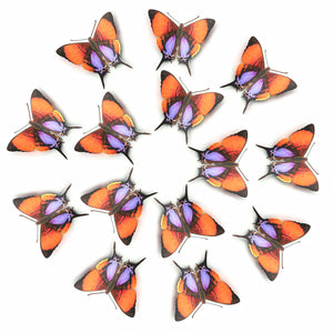 'Purple-stained Daggerwing' Butterfly Multi-Pack