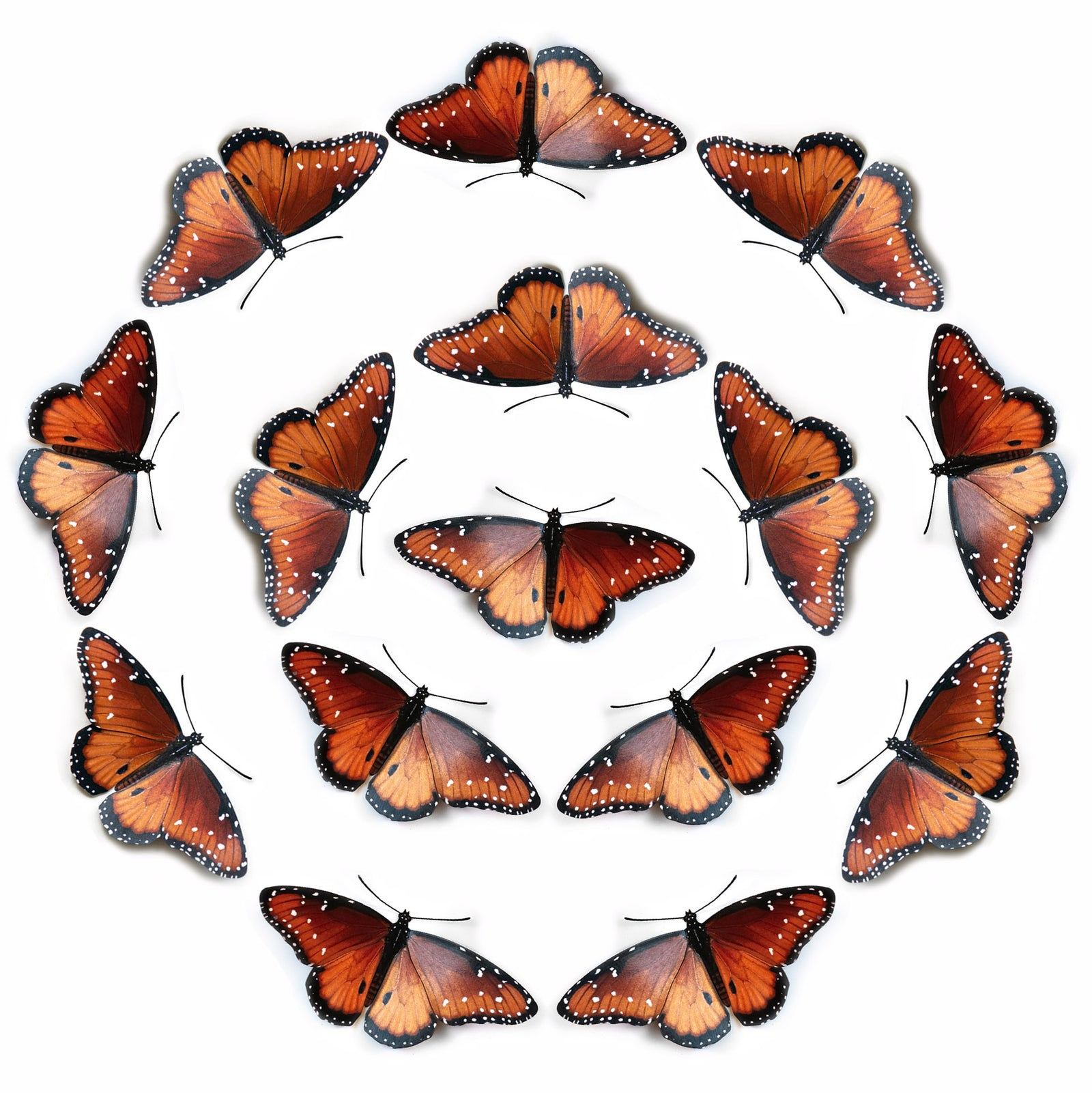 💫New!💫 'Queen' Butterfly Multi-Pack