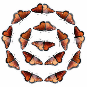 'Queen' Butterfly Multi-Pack