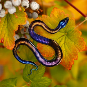 💫New💫 Rainbow Snakes - The Nocturne Collection