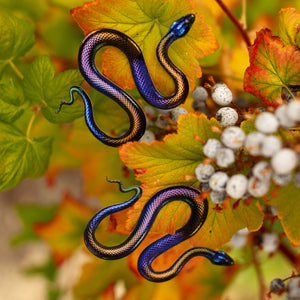 💫New💫 Rainbow Snakes - The Nocturne Collection