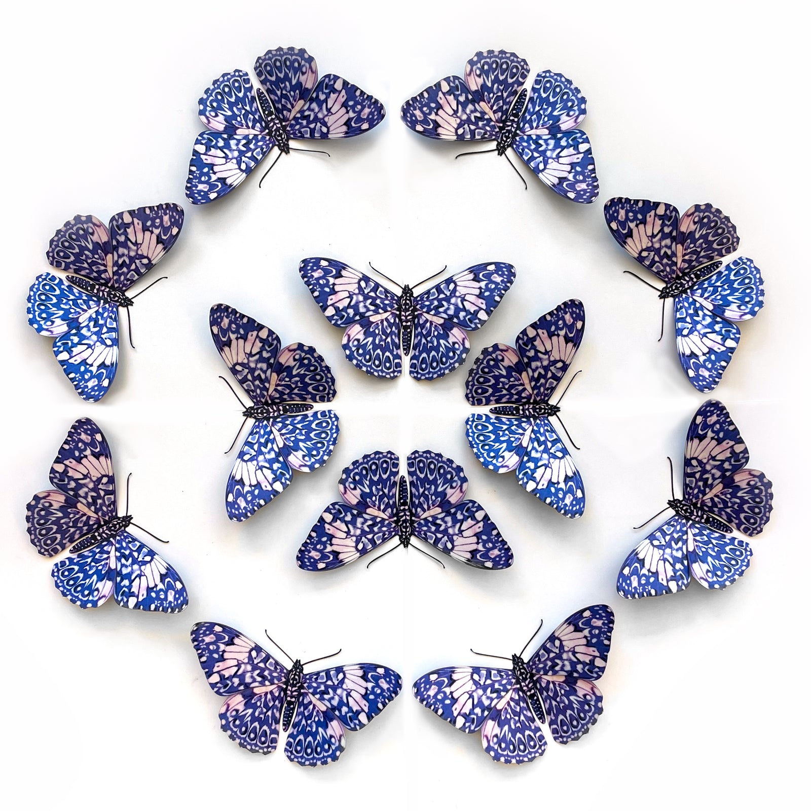 Red Cracker Butterfly Multi-Pack