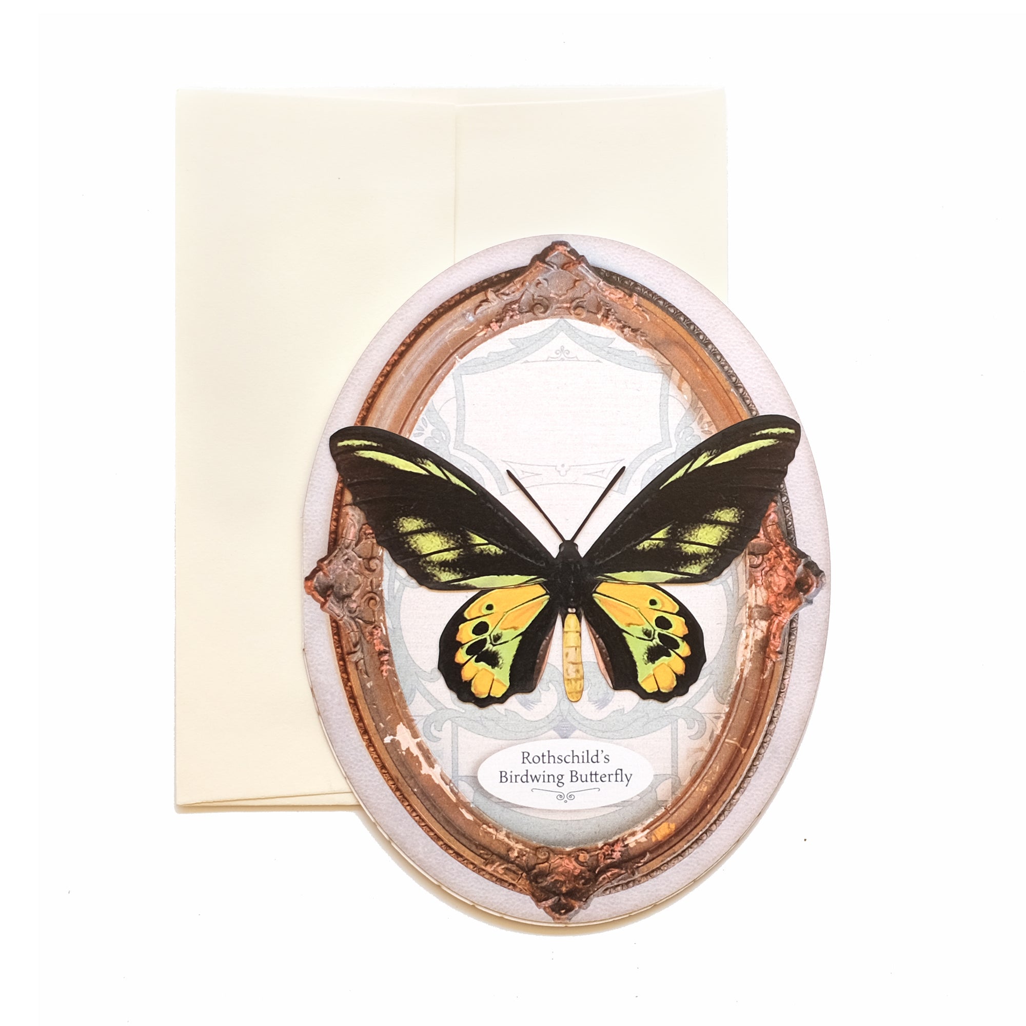 Rothschild's Birdwing Butterfly Oval Greeting Card - Set of 4 - Reseller Wholesale