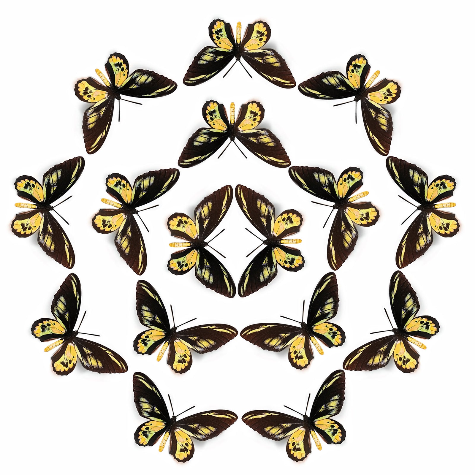 💫New!💫 'Rothschild Birdwing' Butterfly Multi-Pack