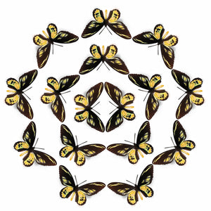 'Rothschild Birdwing' Butterfly Multi-Pack