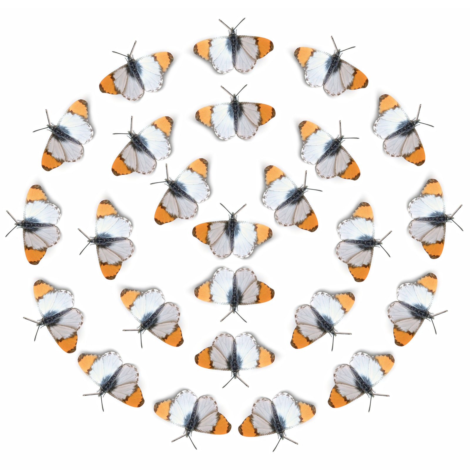 💫New!💫 'Sara Orangetip' Butterfly Multi-Pack