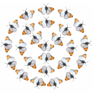 'Sara Orangetip' Butterfly Multi-Pack