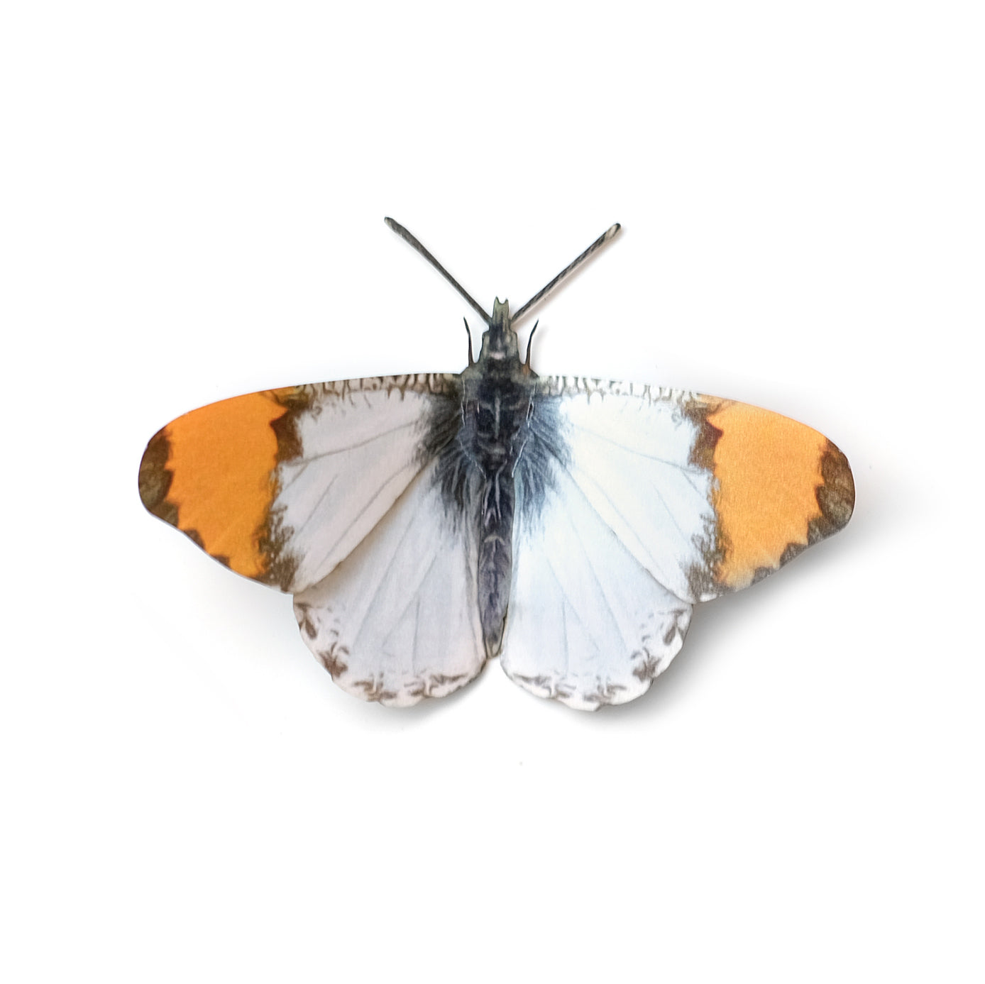 'Sara Orangetip' Butterfly