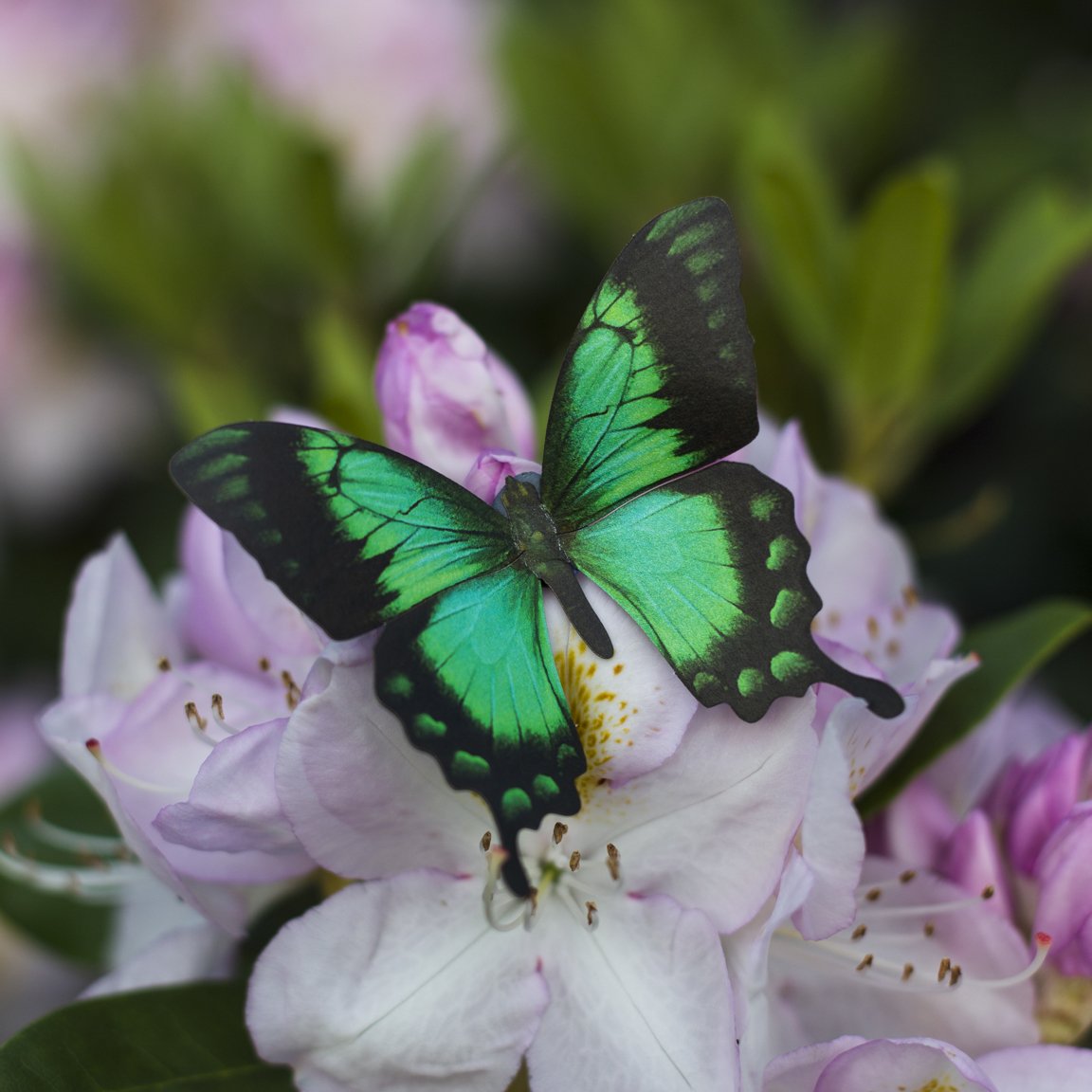 'Malachite' Butterfly Set